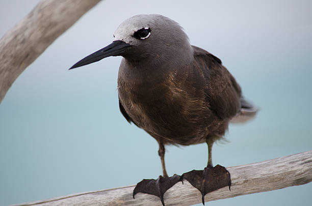 Bird, Brown Noddy Brown Noddy Look at me. brown noddy stock pictures, royalty-free photos & images