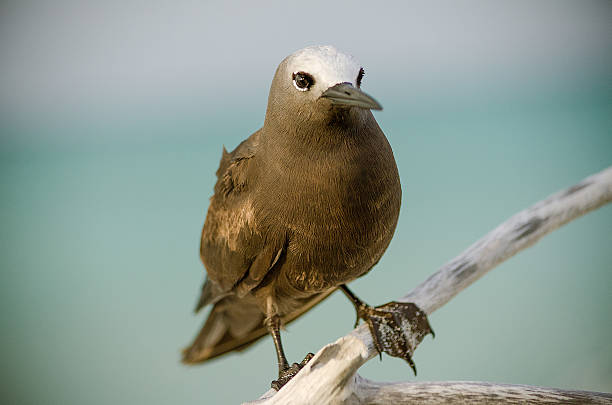 Bird, Brown Noddy Brown Noddy is looking you. brown noddy stock pictures, royalty-free photos & images