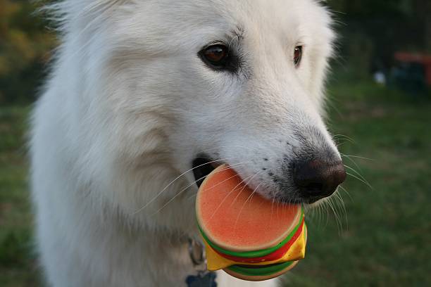 istock White Dog Holding Toy 579753158