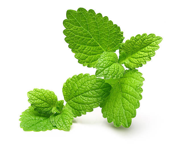 istock Green lemon melissa, mint leaves 579753344