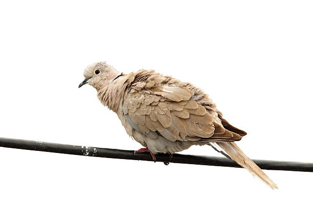 turtledove standing on electric wire isolated over white background ( Streptopelia decaocto )