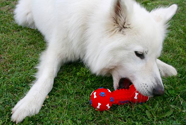 White fluffy dog with bone toy