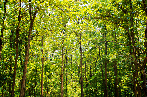 Green Dense Forest Background