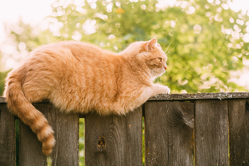 Funny Fat Red Cat Sitting On Fence In Summer Sunny Day.