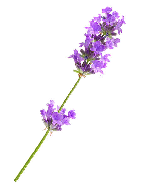 istock Flower violet lavender herb isolated 579754246