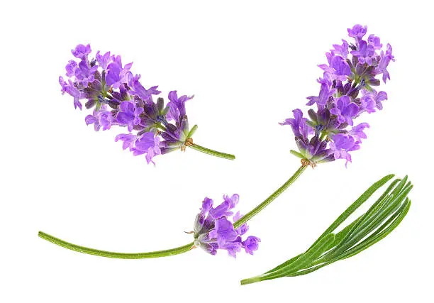 Flower violet lavender herb isolated on white background.