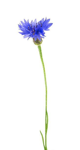 istock Blue and Cyan Colored Cornflower Isolated on White 579754374