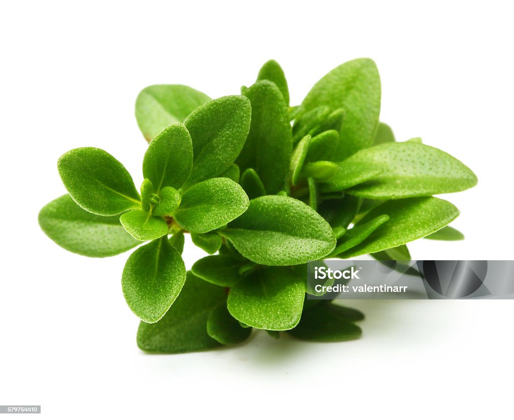 Thyme fresh herb isolated Thyme fresh herb isolated on white background Aromatherapy Stock Photo