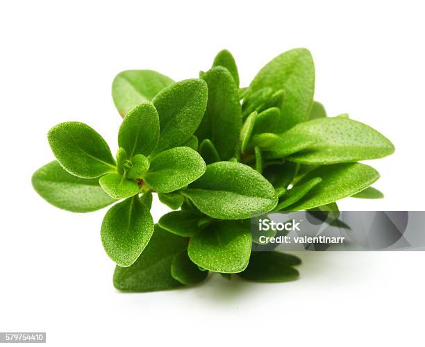 Thyme Fresh Herb Isolated Stock Photo - Download Image Now - Aromatherapy, Blossom, Botany