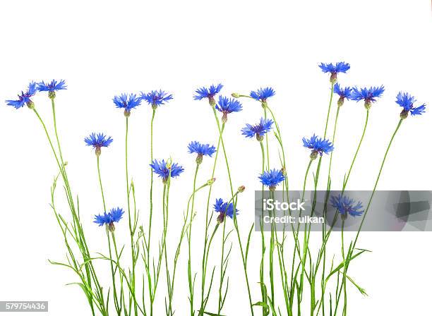 Photo libre de droit de Bouquet De Cornflowers Isolé Sur Fond Blanc banque d'images et plus d'images libres de droit de Fleur sauvage - Fleur sauvage, Objet ou sujet détouré, Fond blanc