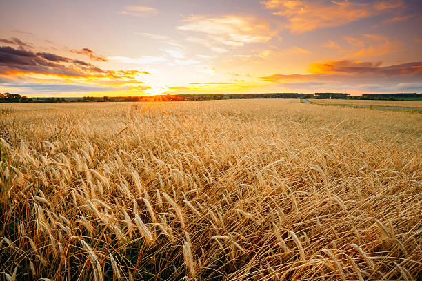 istock Rural Countryside Wheat Field At Sunset Sunrise Background. 579755930