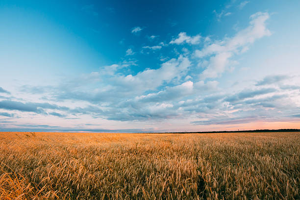 istock Rural Countryside Wheat Field At Sunset Sunrise Background. 579755992
