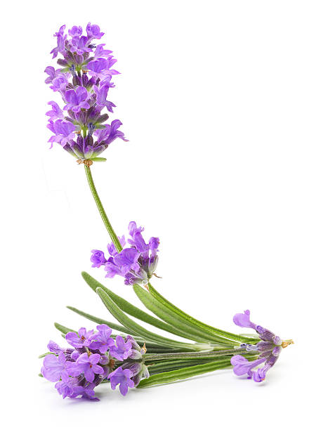 istock Bunch of flowering lavender herb 579756864