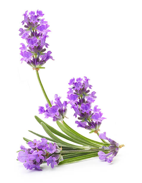 istock Bunch of flowering lavender herb 579756920