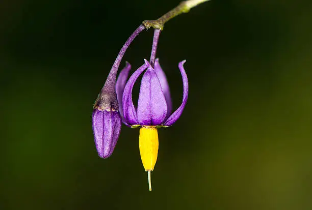 Purple and yellow flowers of this plant in the family Solanaceae, also known as woody nightshade