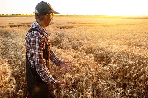 Senior farmer examining wheat field. Wears hat, shirt and union suit. On background sunbeam and gold colored field.