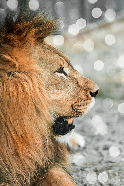 istock African lione lying close-up 579757482