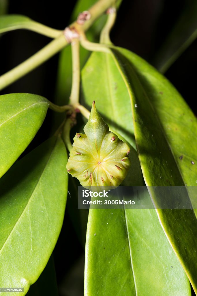 Star anise Close-up of a star anise Star Anise Stock Photo