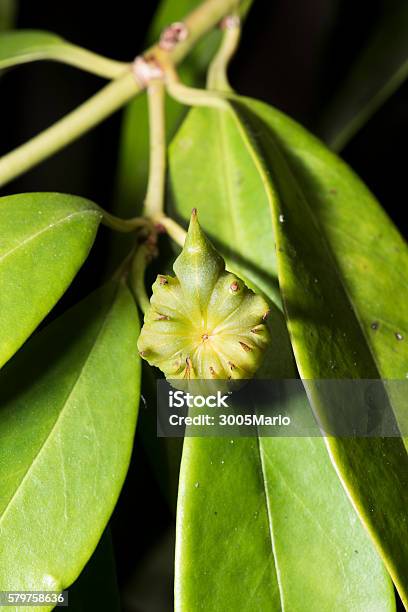 Star Anise Stock Photo - Download Image Now - Star Anise, Anise, Branch - Plant Part