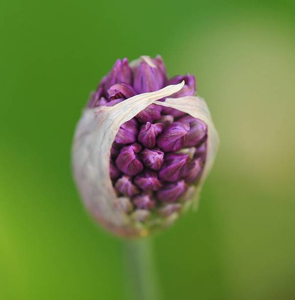 flower stock photo