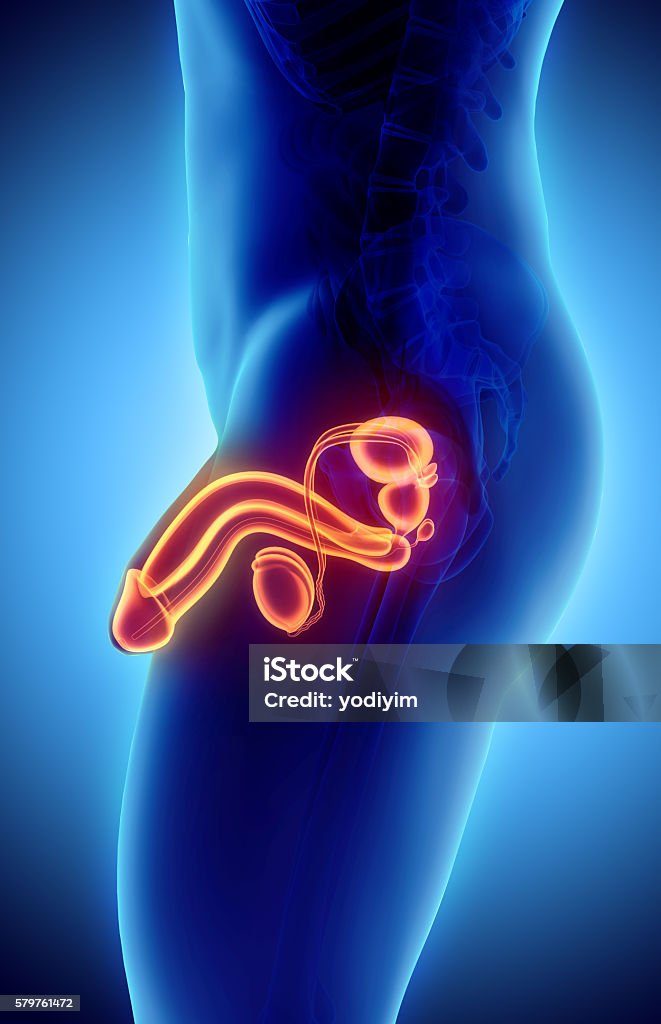 Reproductive system male, medical concept. Reproductive system male - 3d illustration medical concept. Penis Stock Photo