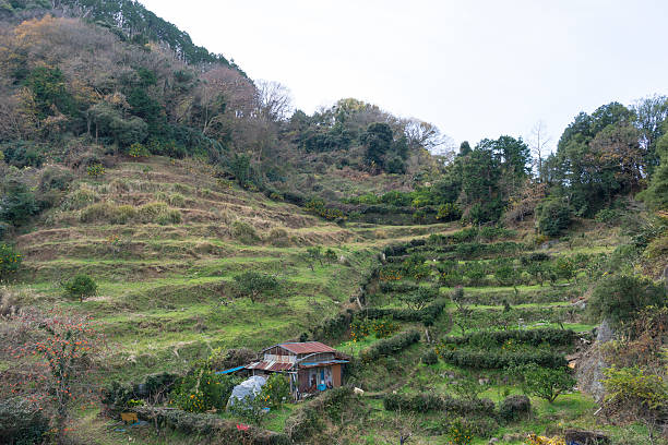 istock Terraced fields of Izunokuni-shi 579762028