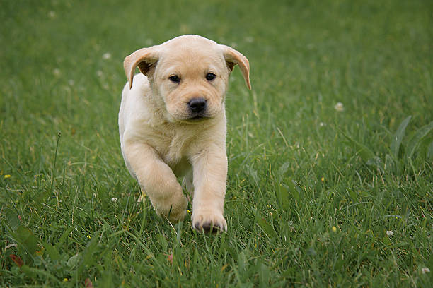 istock cute yellow Labrador puppy running on green field 579762148
