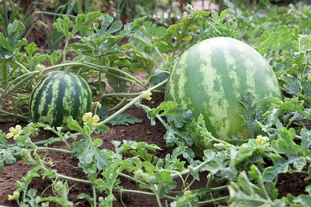 Watermelon plant with fruits and blossoms in a vegetable garden