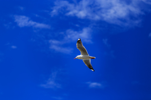 A seagull flying under a blue sky.