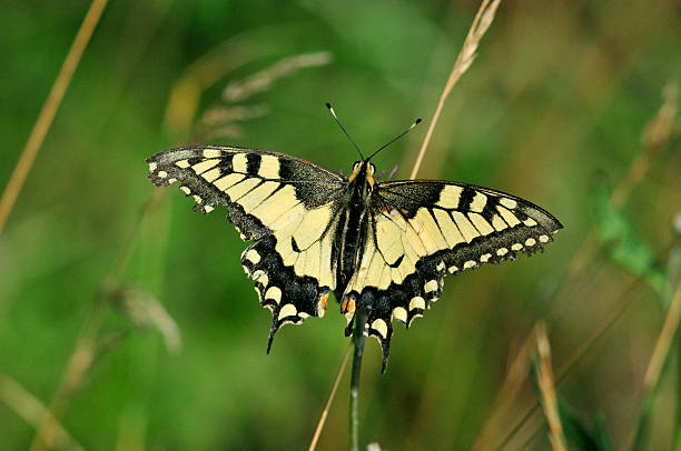 istock Swallowtail butterfly, Old World swallowtail. 579765182
