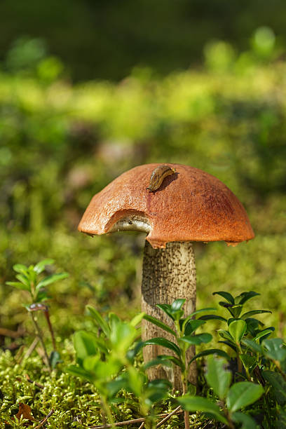 istock mushroom and cranberries  leaves up close 579765310