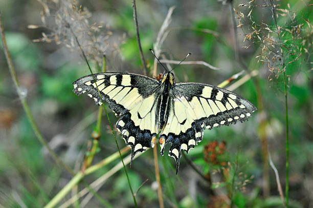 istock Swallowtail butterfly, Old World swallowtail. 579765586