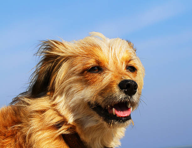 Dog Portrait stock photo