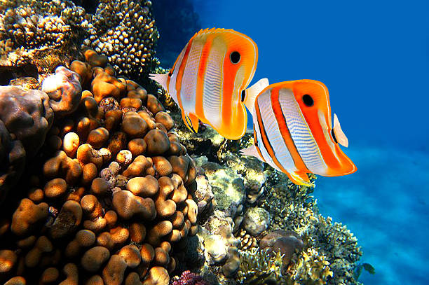 korallenriff und kupferband-schmetterlingsfisch (chelmon rostratus) - copperband butterflyfish stock-fotos und bilder