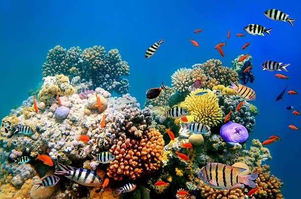 fotografia di una colonia di corallo - reef fish foto e immagini stock