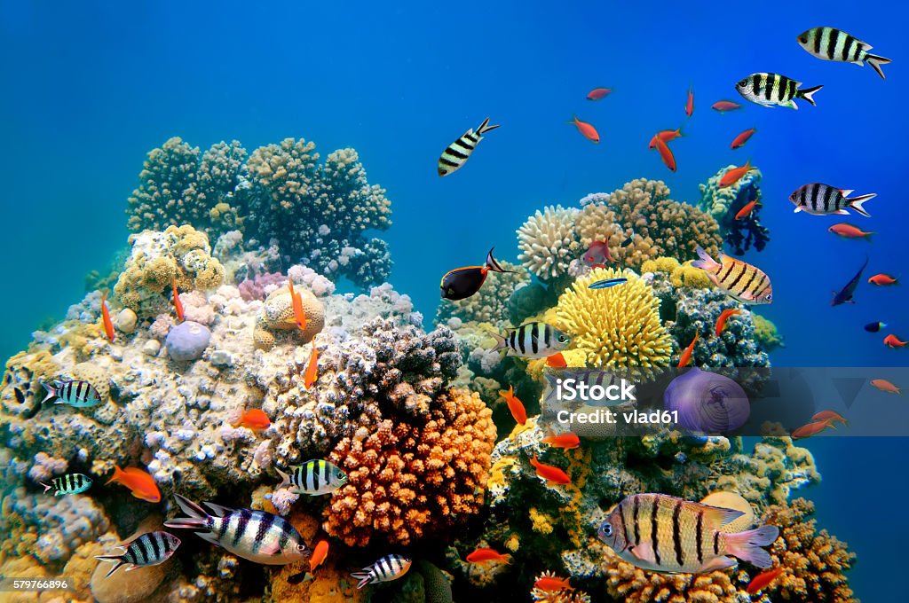 Photo of a coral colony Reef Stock Photo