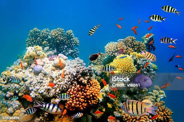 Photo Of A Coral Colony Stock Photo - Download Image Now - Reef, Eilat, Multi Colored