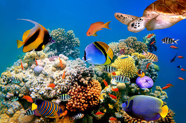 istock Photo of a tropical fish 579767046