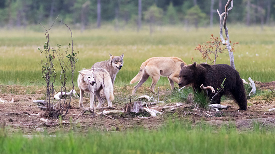 Three Eurasian Wolves (