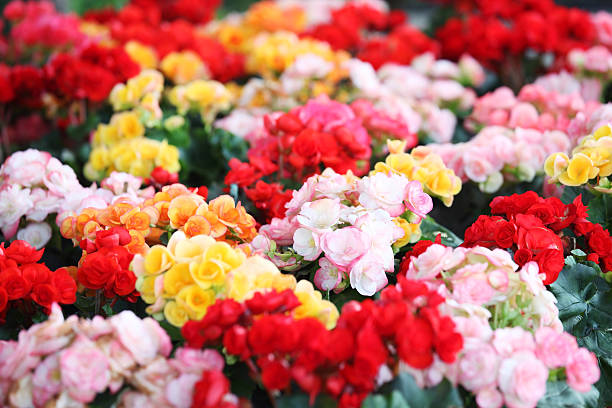 colorful begonia flower as background. colorful begonia flower as background. begonia photos stock pictures, royalty-free photos & images