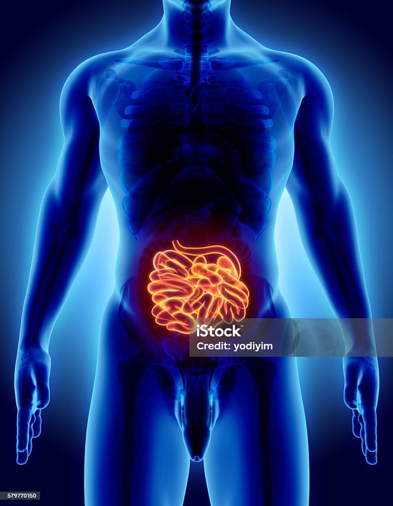 3D illustration of Small Intestine. 3D illustration of Small Intestine, Part of Digestive System. Abdomen Stock Photo