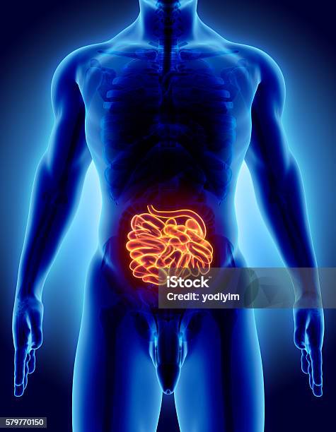 3d Illustration Of Small Intestine Stock Photo - Download Image Now - Abdomen, Anatomy, Biology