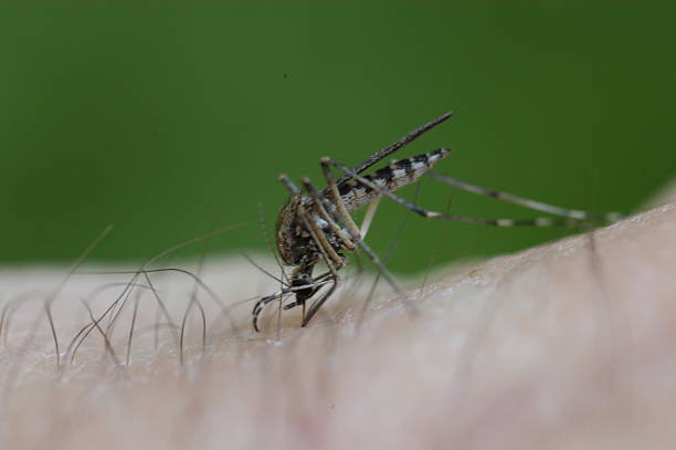 istock Mosquito bloodsucking 579770226