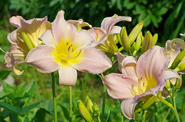 Photo of The flowers of Daylily (lat. Hemerocаllis)