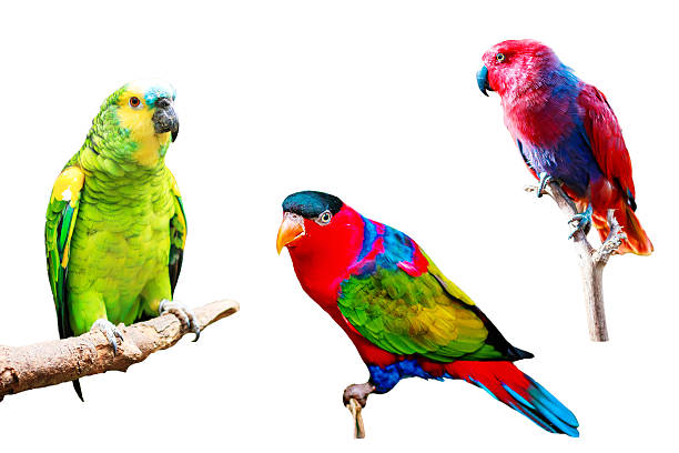 Different Parrots isolated on white background collection Different Parrots isolated on white background collection amazona aestiva stock pictures, royalty-free photos & images