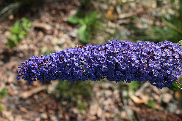 Buddleia davidii Flutterby Little Blue Heaven Flutterby Petite Blue Heaven' is an unusual dark blue garden variety of Buddleia davidii. The flower-bearing panicles are long and covered profusely in dark blue florets, which appear in mid- to late summer. buddleia blue stock pictures, royalty-free photos & images