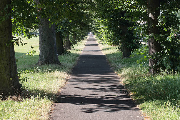 istock Summer avenue of lime trees Mitcham Surrey 579772528