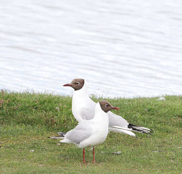 gaviota cabeciblanca (chroicocephalus ridibundus) - common black headed gull fotografías e imágenes de stock