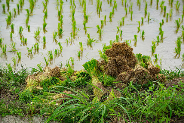 istock cereal with rice green plant field on background 579774170