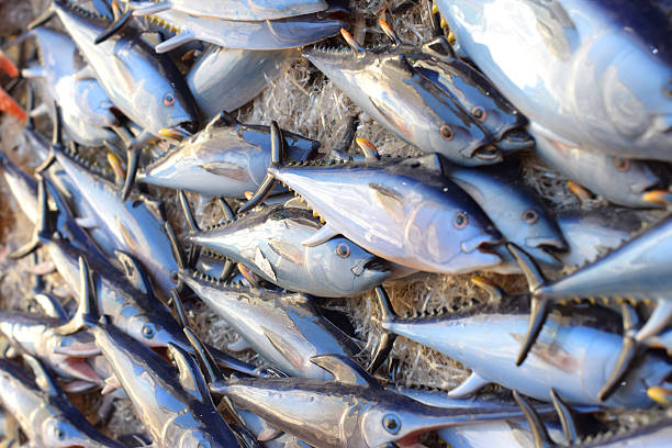 istock Ceramic  tuna in the Sicilian  market 579774842
